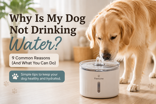 Why Is My Dog Not Drinking Water? 9 Common Reasons (And What You Can Do)